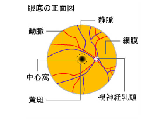 眼底の正面図